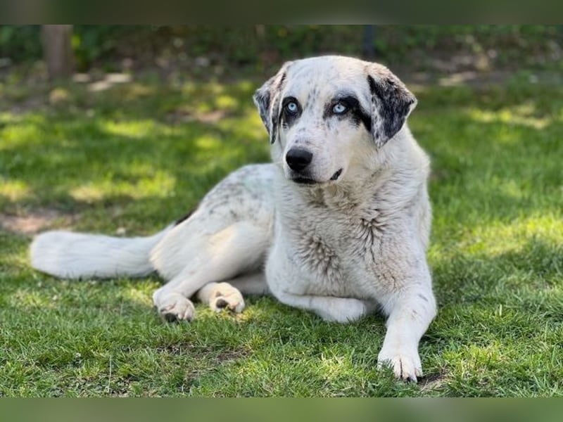 Snow, geb. ca. 06/2023, lebt auf einer Pflegestelle in 47652 Weeze