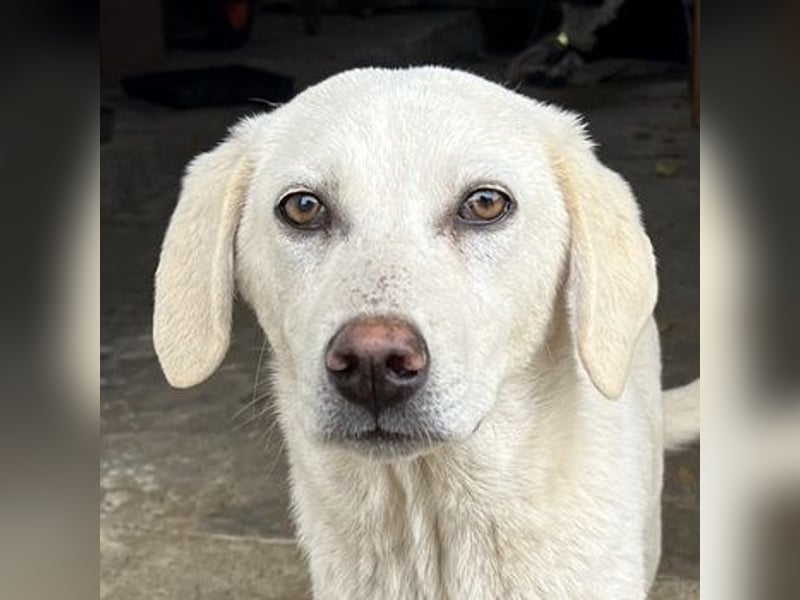 Nomi, geb. ca. 10/2024, lebt in GRIECHENLAND, auf einer privaten Pflegestelle