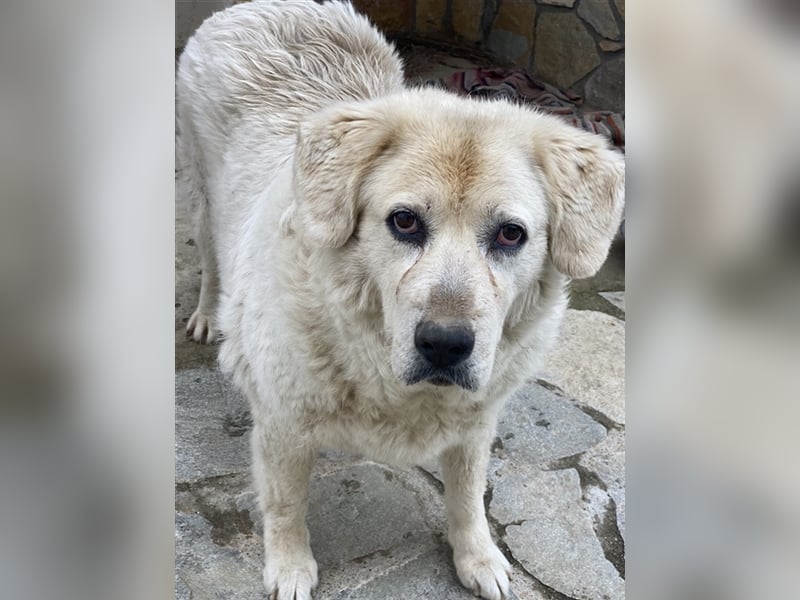 Lara, geb. ca. 05/2014, lebt in GRIECHENLAND, auf einer privaten Pflegestelle