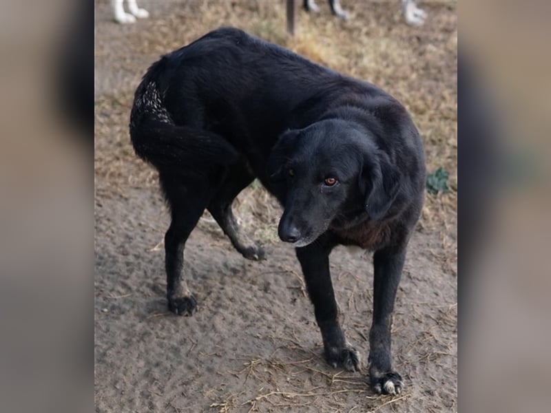Swarzi, geb. 02/2018, lebt in GRIECHENLAND, im städt. Tierheim Serres