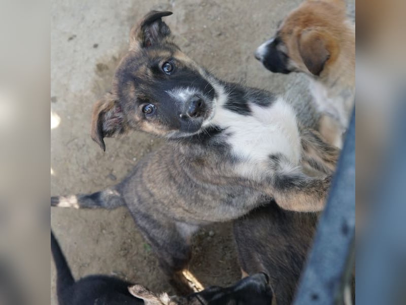 Corbel, geb. ca. 12/25, lebt in GRIECHENLAND, auf einer privaten Pflegestelle
