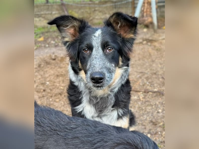 Talom, geb. ca. 03/2022, lebt in GRIECHENLAND, auf einer privaten Pflegestelle