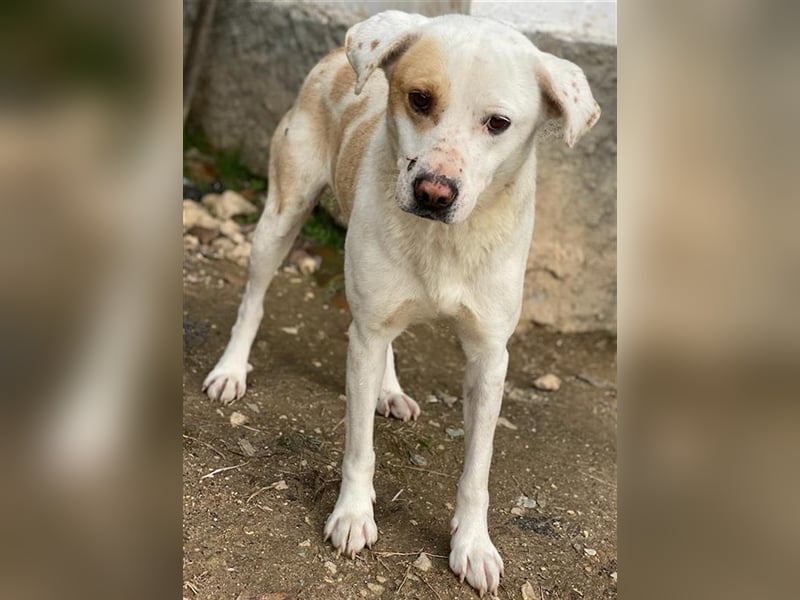 Lono, geb. ca. 06/2020, lebt in GRIECHENLAND, auf einer privaten Pflegestelle