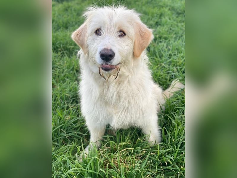 Arina, geb. ca. 10/2024, lebt in GRIECHENLAND, im städt. Tierheim Serres