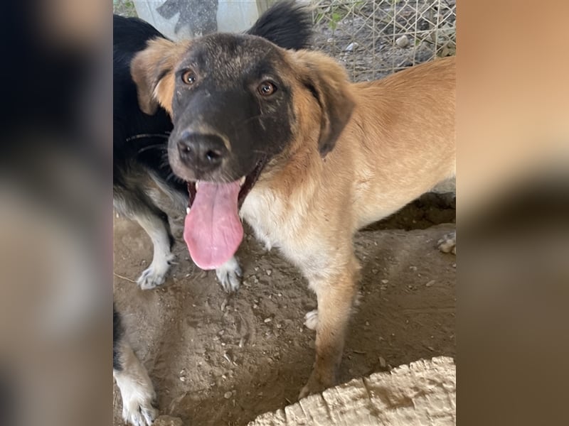 Lacasito, geb. ca. 01/2022, lebt in GRIECHENLAND, im städt. Tierheim Serres