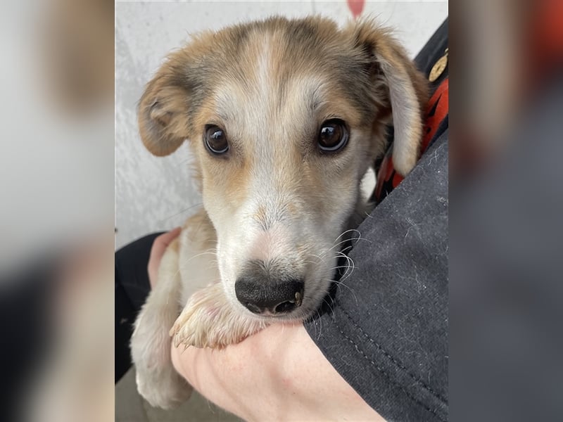 Fichte, geb. ca. 07/2023, lebt in GRIECHENLAND, im städt. Tierheim Serres