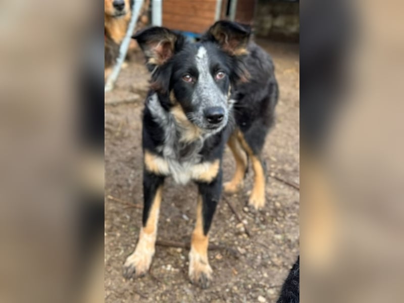 Talom, geb. ca. 03/2022, lebt in GRIECHENLAND, auf einer privaten Pflegestelle