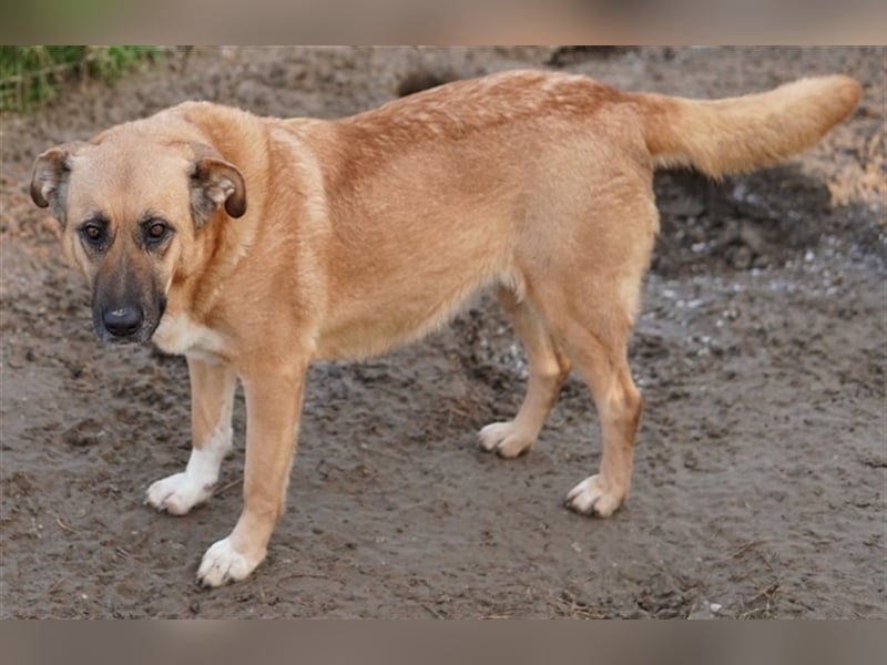 Wilhelmine Johanna, geb. ca. 10/2019, lebt in GRIECHENLAND, im städt. Tierheim Serres