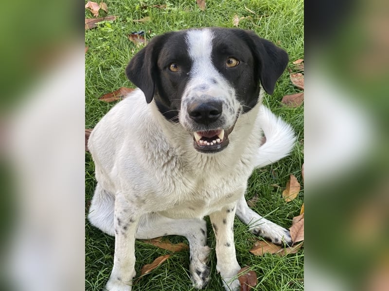 Penny, geb. ca. 05/2023, lebt in GRIECHENLAND, im städt. Tierheim Serres