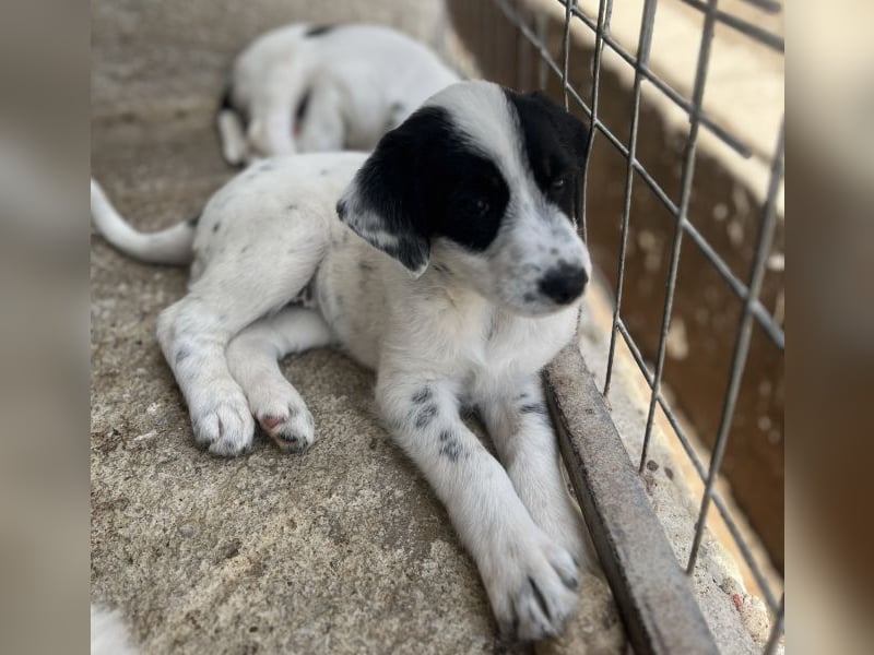 Sarah, geb. ca. 02/2026, lebt in GRIECHENLAND, im städt. Tierheim Serres