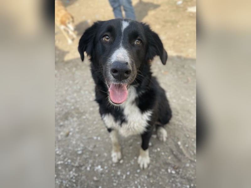 Meredith, geb. ca. 01/2022, lebt in GRIECHENLAND, auf einem Gelände, auf dem die Hunde notdürftig ve