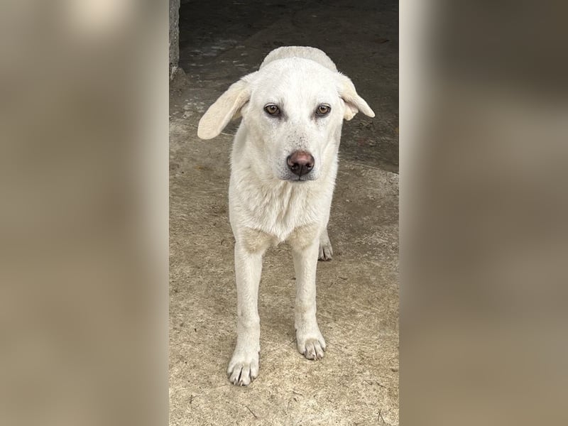 Nomi, geb. ca. 10/2024, lebt in GRIECHENLAND, auf einer privaten Pflegestelle