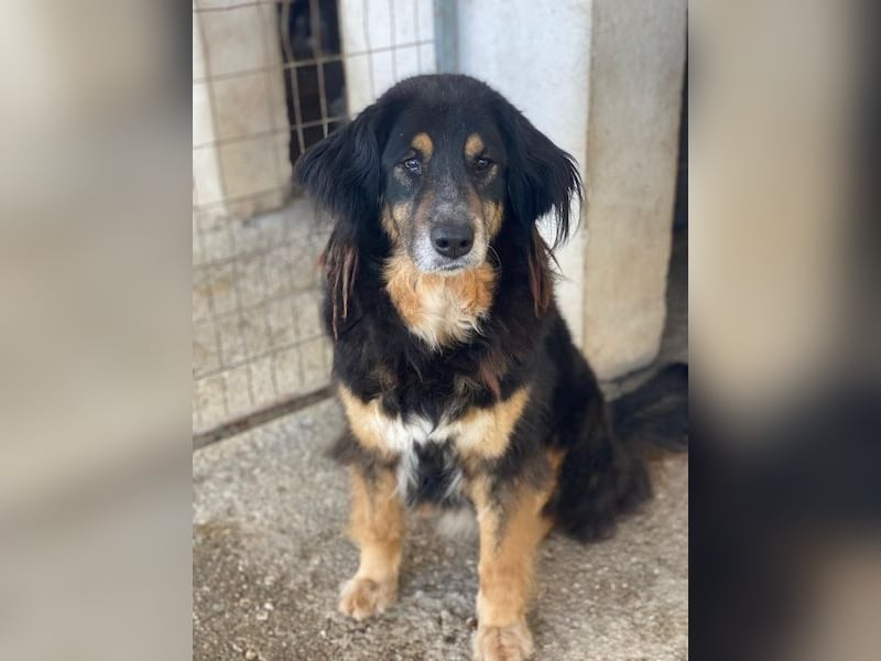 Serena, geb. ca. 04/2021, lebt in GRIECHENLAND, im städt. Tierheim Serres
