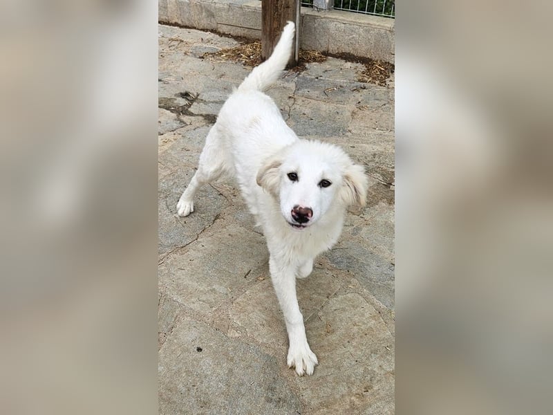 Frauke, geb. ca. 11/2023, lebt in GRIECHENLAND, auf einer privaten Pflegestelle