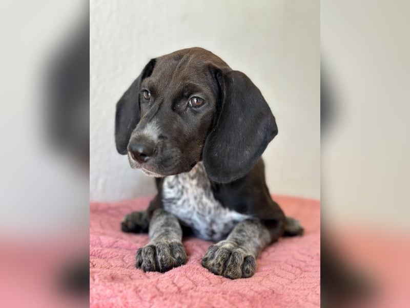 Kiki, geb. ca. 06/2026, lebt in GRIECHENLAND, im städt. Tierheim Serres