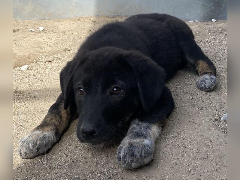 Louisa, geb. ca. 12/2023, lebt in GRIECHENLAND, im städt. Tierheim Serres