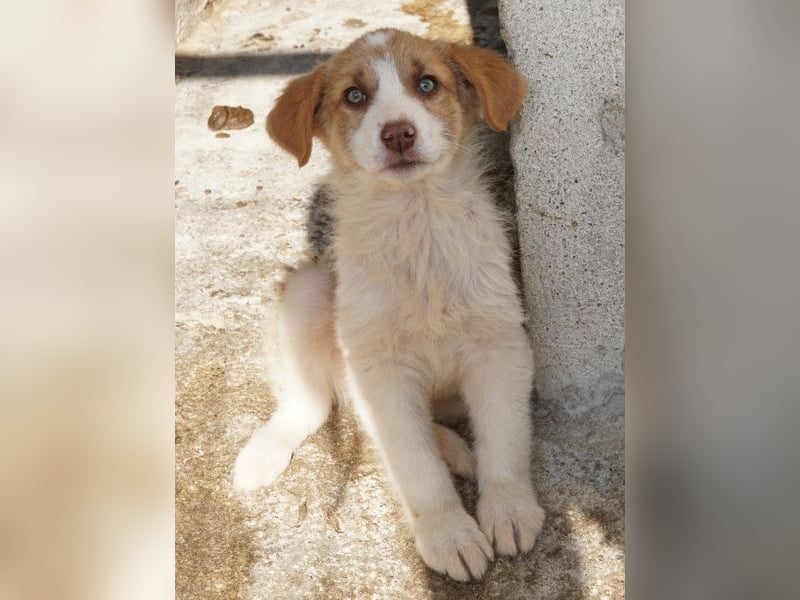 Josefine, geb. ca. 12/2025, lebt in GRIECHENLAND, im städt. Tierheim Serres