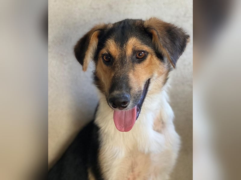 Kati, geb. ca. 03/2025, lebt in GRIECHENLAND, im städt. Tierheim Serres