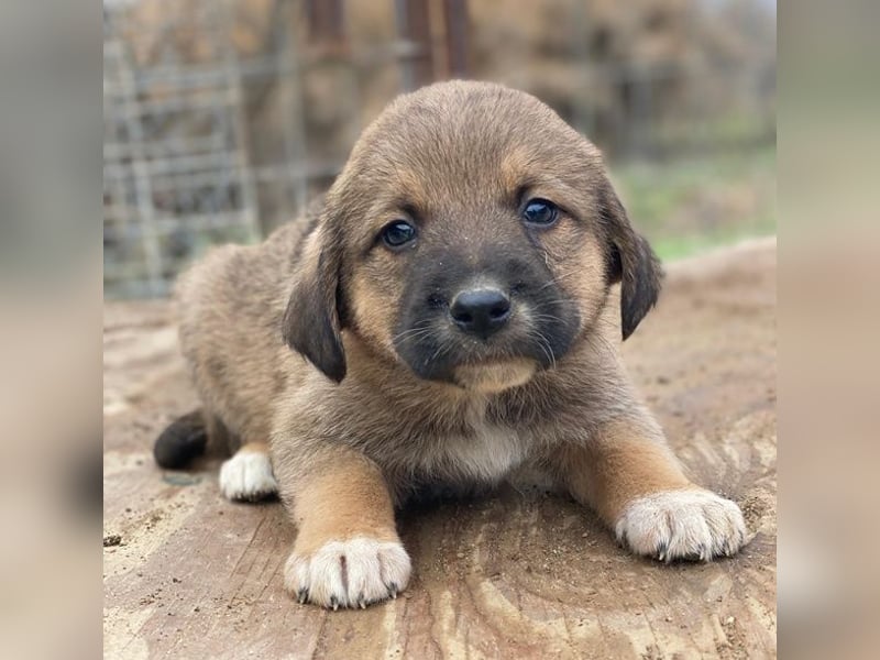 Mucki, geb. ca. 11/2025, lebt in GRIECHENLAND, auf einer privaten Pflegestelle
