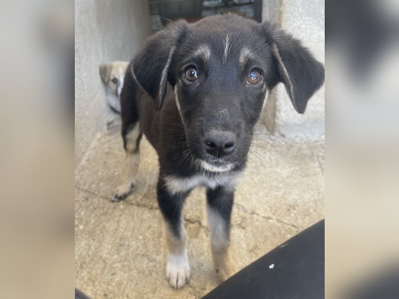 Elina, geb. ca. 03/2026, lebt in GRIECHENLAND, im städt. Tierheim Serres