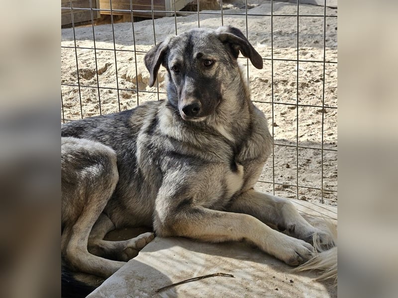 Nina Chuba, geb. ca. 02/2024, lebt in GRIECHENLAND, im städt. Tierheim Serres