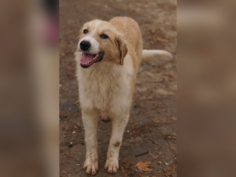 Alrakis, geb. ca. 07/2023, lebt in GRIECHENLAND, auf einer privaten Pflegestelle