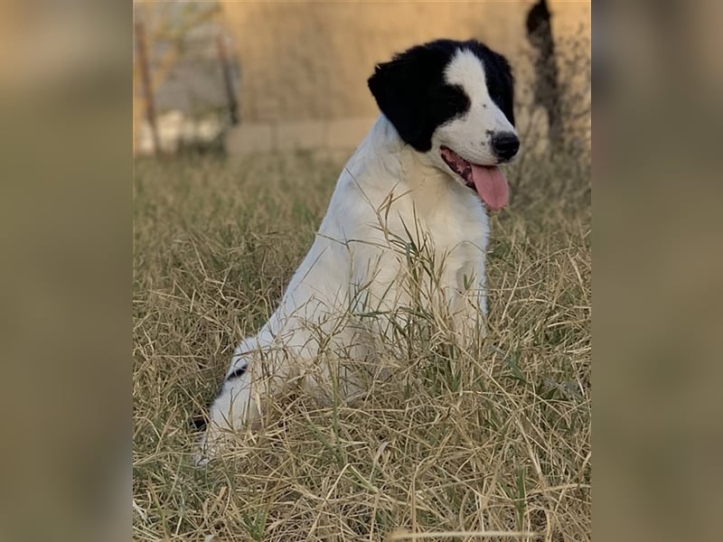 Umia, geb. ca. 05/2022, lebt in GRIECHENLAND, auf einer privaten Pflegestelle