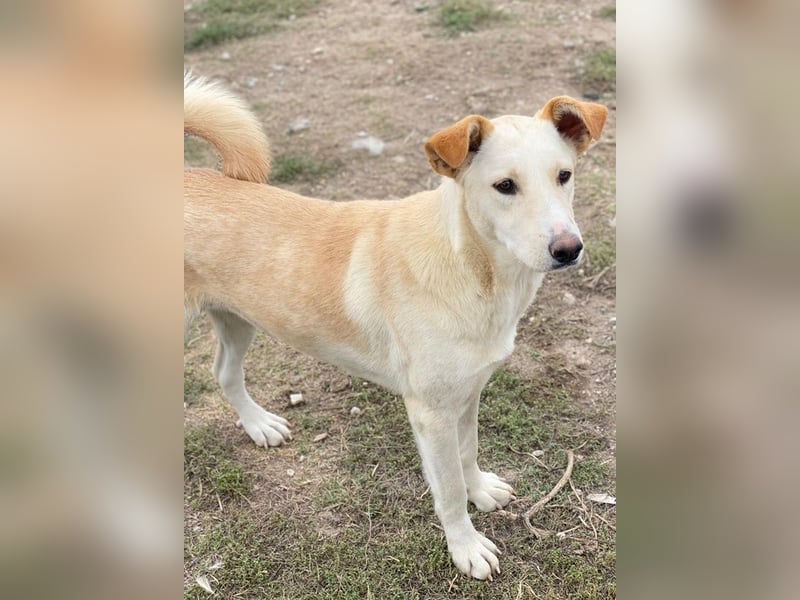 Kalena, geb. ca. 01/2025, lebt in GRIECHENLAND, im städt. Tierheim Serres