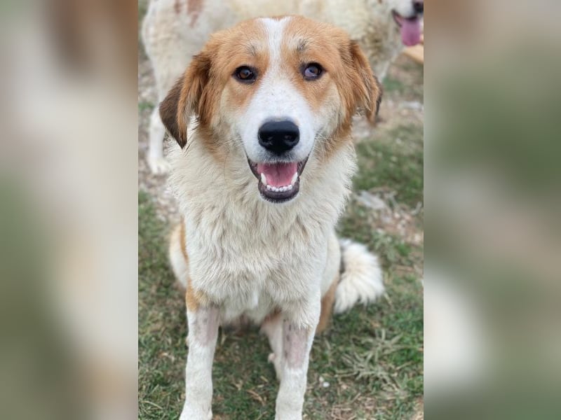 Carys, geb. ca. 10/2024, lebt in GRIECHENLAND, im städt. Tierheim Serres