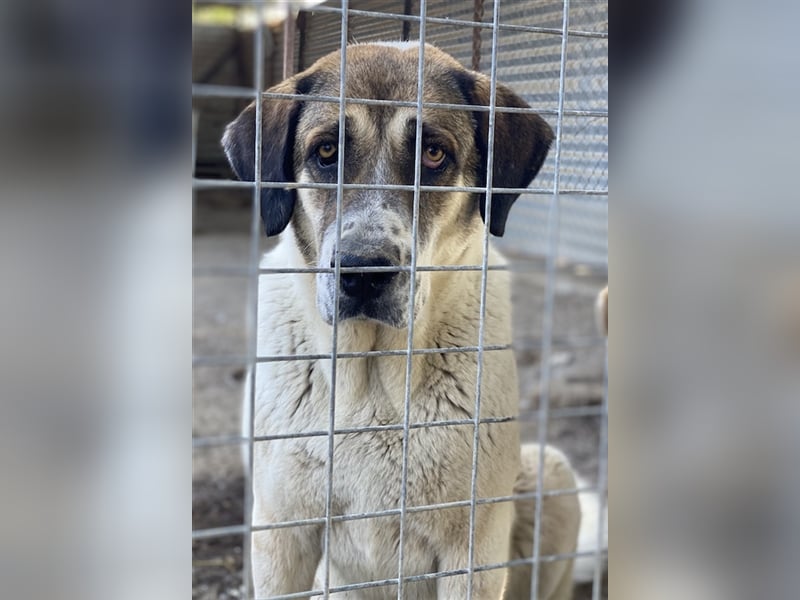 Elliot, geb. ca. 05/2022, lebt in GRIECHENLAND, im städt. Tierheim Serres