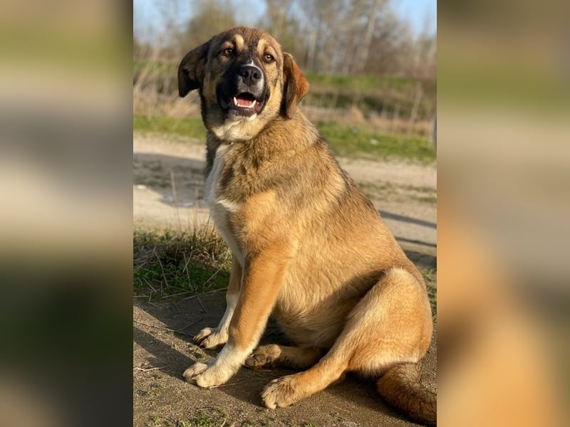 Hami, geb. ca. 09/2024, lebt in GRIECHENLAND, im städt. Tierheim Serres