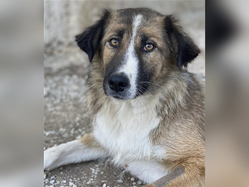 Poppi, geb. ca. 06/2021, lebt in GRIECHENLAND, im städt. Tierheim Serres