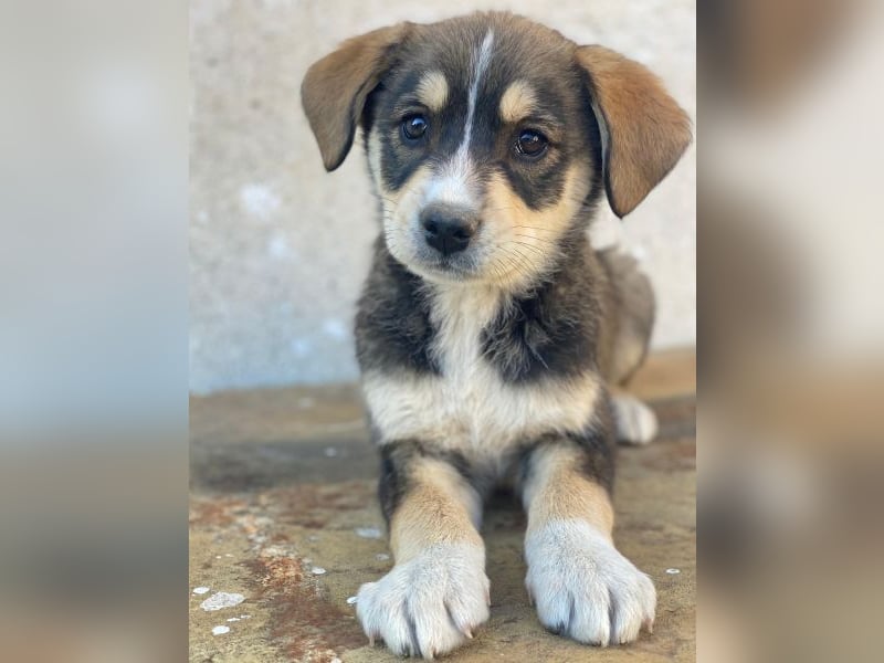 Sissy, geb. ca. 03/2026 , lebt in GRIECHENLAND, auf einer privaten Pflegestelle