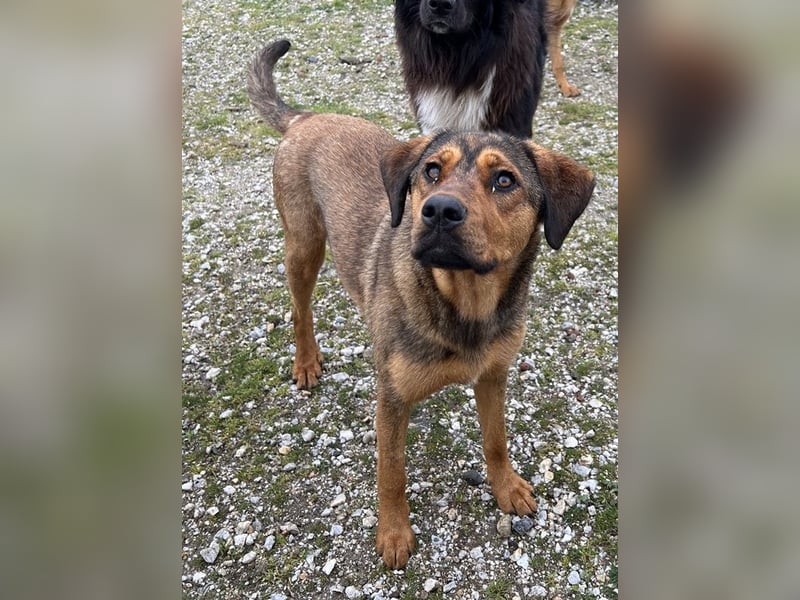 Valmira, geb. ca. 05/2024, lebt in GRIECHENLAND, auf einem Gelände, auf dem die Hunde notdürftig ver