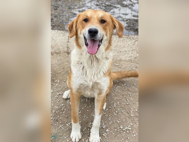 Imilo, geb. ca. 04/2024, lebt in GRIECHENLAND, im städt. Tierheim Serres