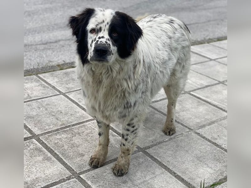 Blossom, geb. ca. 09/2024, lebt in GRIECHENLAND, beim städt. Tierheim Serres