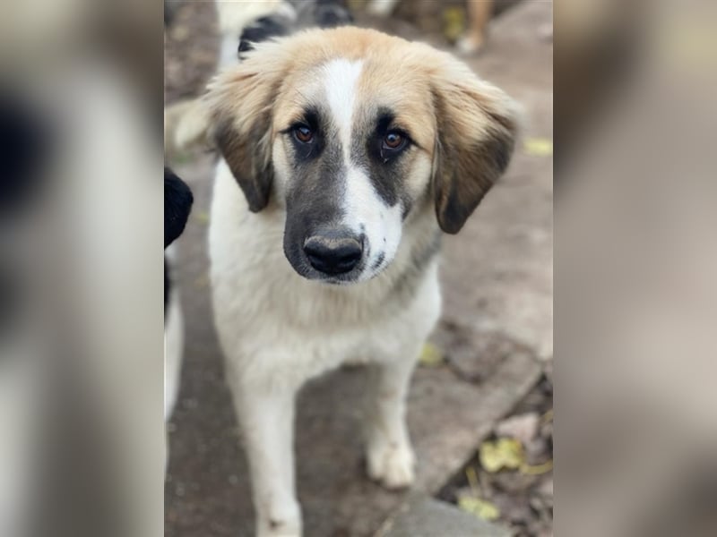 Otys, geb. ca. 03/2022, lebt in GRIECHENLAND, im städt. Tierheim Serres