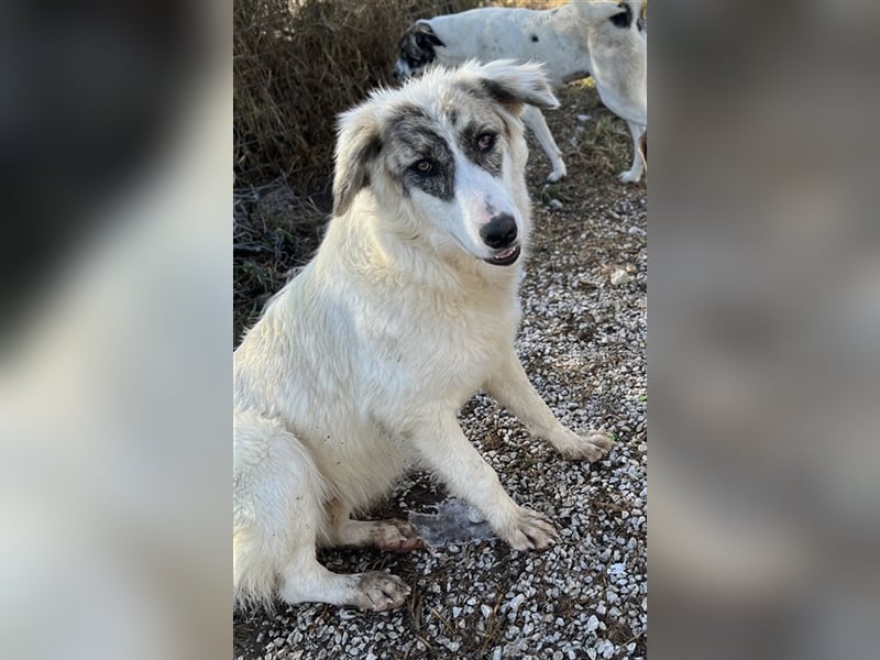 Gerda, geb. ca. 02/2023, lebt in GRIECHENLAND, im städt. Tierheim Serres