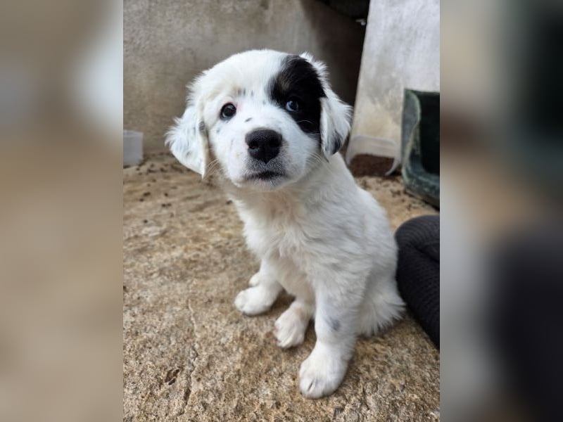 Mary, geb. ca. 02/2026, lebt in GRIECHENLAND, im städt. Tierheim Serres