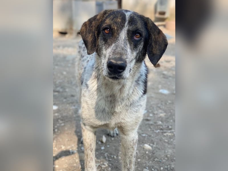 Nonga, geb. ca. 06/2023, lebt in GRIECHENLAND, im städt. Tierheim Serres