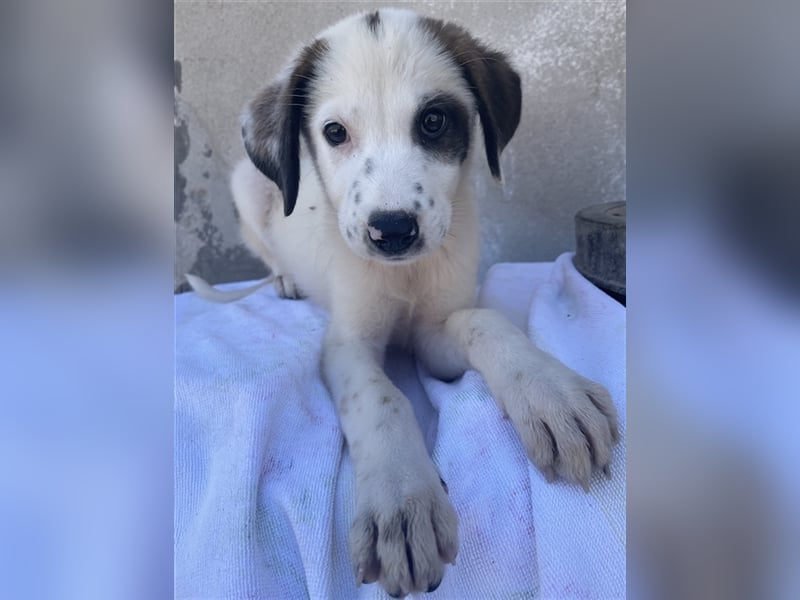 Benda, geb. ca. 06/2023, lebt in GRIECHENLAND, im städt. Tierheim Serres