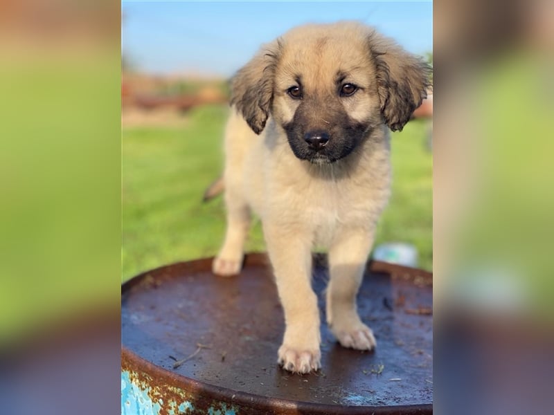 Hermine Granger, geb. ca. 12/2023, lebt in GRIECHENLAND, im städt. Tierheim Serres