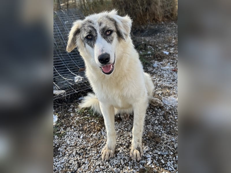 Gerda, geb. ca. 02/2023, lebt in GRIECHENLAND, im städt. Tierheim Serres