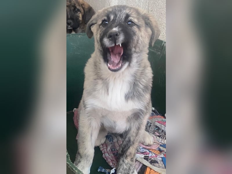 Soya, geb. ca.10/2025, lebt in GRIECHENLAND, im städt. Tierheim Serres