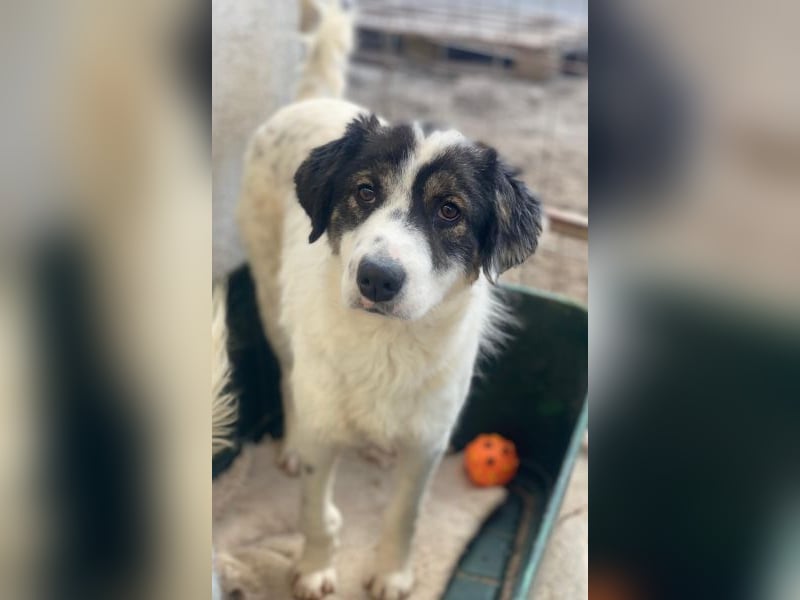 Majolika, geb. ca. 04/2025, lebt in GRIECHENLAND, im städt. Tierheim Serres