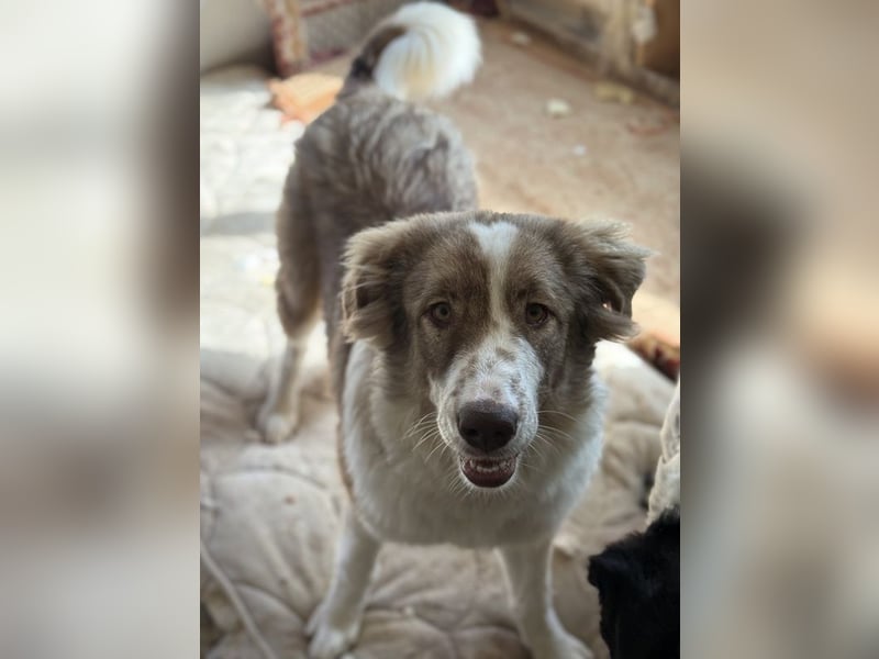 Liona, geb. ca. 12/2024, lebt in GRIECHENLAND, auf einem Gelände, auf dem die Hunde notdürftig verso