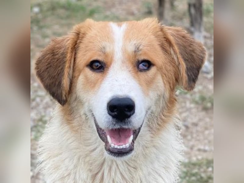 Carys, geb. ca. 10/2024, lebt in GRIECHENLAND, im städt. Tierheim Serres