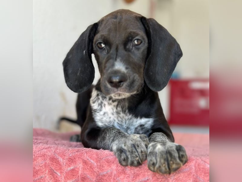 Kiki, geb. ca. 06/2026, lebt in GRIECHENLAND, im städt. Tierheim Serres