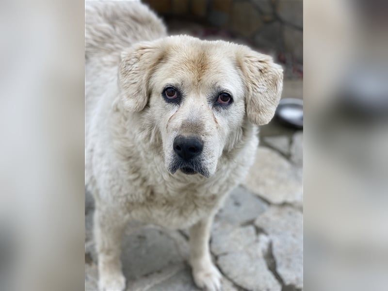 Lara, geb. ca. 05/2014, lebt in GRIECHENLAND, auf einer privaten Pflegestelle