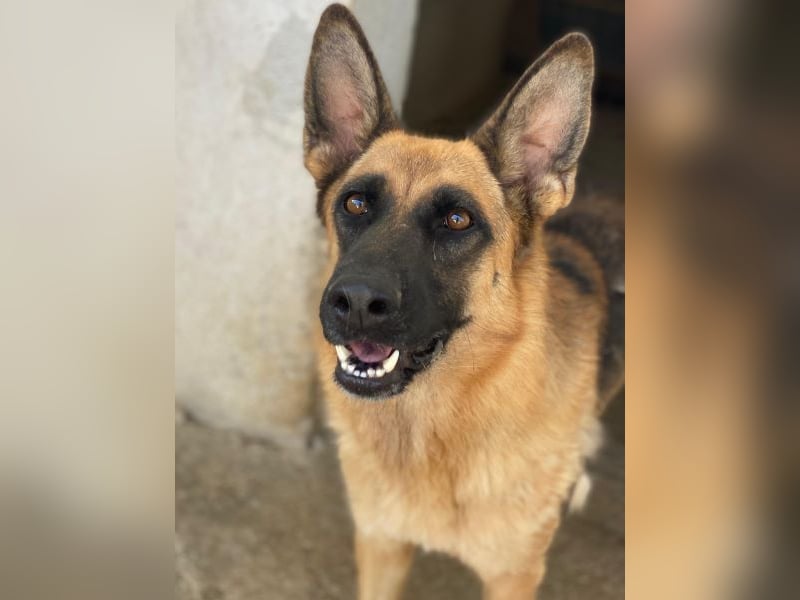 Wilma, geb. ca. 04/2021, lebt in GRIECHENLAND, im städt. Tierheim Serres